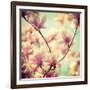 Magnolia Bloom I-Irene Suchocki-Framed Giclee Print