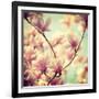 Magnolia Bloom I-Irene Suchocki-Framed Giclee Print