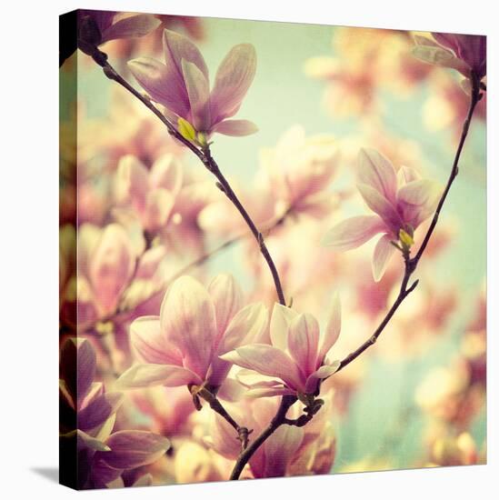 Magnolia Bloom I-Irene Suchocki-Stretched Canvas