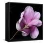 Magnolia Bloom on Black Background-Anna Miller-Framed Stretched Canvas