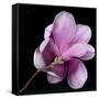 Magnolia Bloom on Black Background-Anna Miller-Framed Stretched Canvas