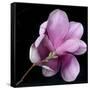 Magnolia Bloom on Black Background-Anna Miller-Framed Stretched Canvas