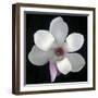 Magnolia Bloom on Black Background-Anna Miller-Framed Photographic Print