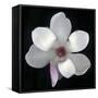 Magnolia Bloom on Black Background-Anna Miller-Framed Stretched Canvas