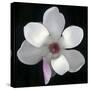 Magnolia Bloom on Black Background-Anna Miller-Stretched Canvas