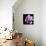 Magnolia Bloom on Black Background-Anna Miller-Photographic Print displayed on a wall