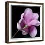 Magnolia Bloom on Black Background-Anna Miller-Framed Photographic Print