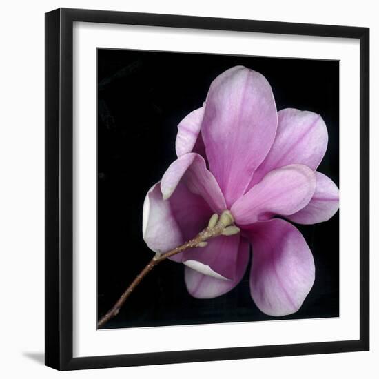 Magnolia Bloom on Black Background-Anna Miller-Framed Photographic Print