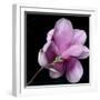 Magnolia Bloom on Black Background-Anna Miller-Framed Photographic Print