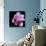 Magnolia Bloom on Black Background-Anna Miller-Photographic Print displayed on a wall
