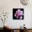 Magnolia Bloom on Black Background-Anna Miller-Photographic Print displayed on a wall