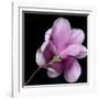 Magnolia Bloom on Black Background-Anna Miller-Framed Photographic Print