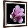 Magnolia Bloom on Black Background-Anna Miller-Framed Photographic Print