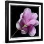 Magnolia Bloom on Black Background-Anna Miller-Framed Photographic Print