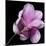 Magnolia Bloom on Black Background-Anna Miller-Mounted Photographic Print