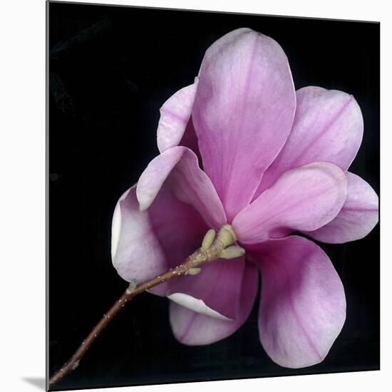 Magnolia Bloom on Black Background-Anna Miller-Mounted Photographic Print