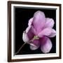 Magnolia Bloom on Black Background-Anna Miller-Framed Photographic Print