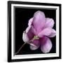 Magnolia Bloom on Black Background-Anna Miller-Framed Photographic Print