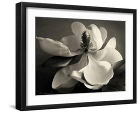 Magnolia Bloom-Amy Melious-Framed Art Print