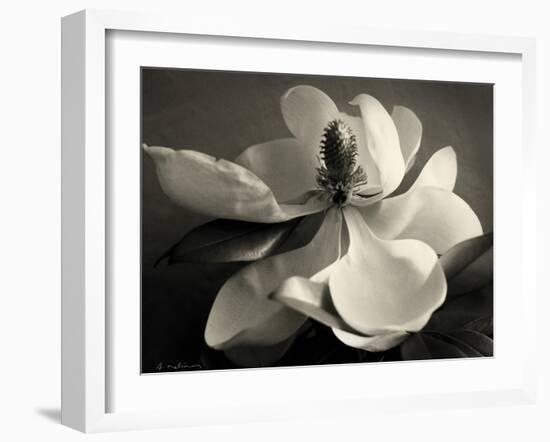 Magnolia Bloom-Amy Melious-Framed Art Print