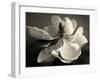 Magnolia Bloom-Amy Melious-Framed Art Print