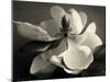Magnolia Bloom-Amy Melious-Mounted Art Print