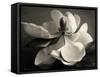 Magnolia Bloom-Amy Melious-Framed Stretched Canvas