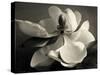 Magnolia Bloom-Amy Melious-Stretched Canvas