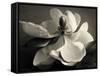 Magnolia Bloom-Amy Melious-Framed Stretched Canvas