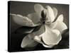 Magnolia Bloom-Amy Melious-Stretched Canvas