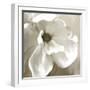 Magnolia Blooming-Kimberly Allen-Framed Art Print