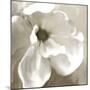 Magnolia Blooming-Kimberly Allen-Mounted Art Print