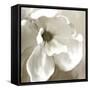 Magnolia Blooming-Kimberly Allen-Framed Stretched Canvas
