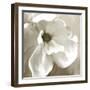 Magnolia Blooming-Kimberly Allen-Framed Art Print