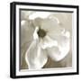Magnolia Blooming-Kimberly Allen-Framed Art Print