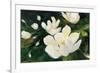 Magnolia Blooms Crop No Petal-Julia Purinton-Framed Art Print