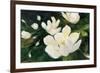 Magnolia Blooms Crop No Petal-Julia Purinton-Framed Art Print