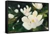 Magnolia Blooms Crop No Petal-Julia Purinton-Framed Stretched Canvas