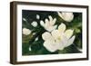 Magnolia Blooms Crop No Petal-Julia Purinton-Framed Art Print