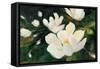 Magnolia Blooms Crop No Petal-Julia Purinton-Framed Stretched Canvas