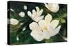 Magnolia Blooms Crop No Petal-Julia Purinton-Stretched Canvas