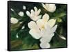 Magnolia Blooms-Julia Purinton-Framed Stretched Canvas