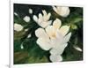 Magnolia Blooms-Julia Purinton-Framed Art Print