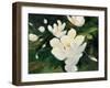 Magnolia Blooms-Julia Purinton-Framed Art Print