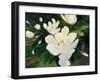 Magnolia Blooms-Julia Purinton-Framed Art Print