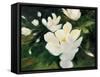 Magnolia Blooms-Julia Purinton-Framed Stretched Canvas