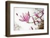 Magnolia Blossom, Berlin-Marzahn, Gardens of the World, Chinese Garden-Catharina Lux-Framed Photographic Print