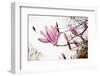 Magnolia Blossom, Berlin-Marzahn, Gardens of the World, Chinese Garden-Catharina Lux-Framed Photographic Print