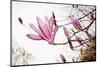 Magnolia Blossom, Berlin-Marzahn, Gardens of the World, Chinese Garden-Catharina Lux-Mounted Photographic Print