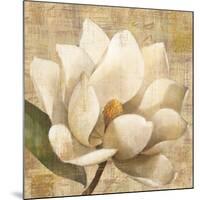 Magnolia Blossom on Script-Albena Hristova-Mounted Art Print